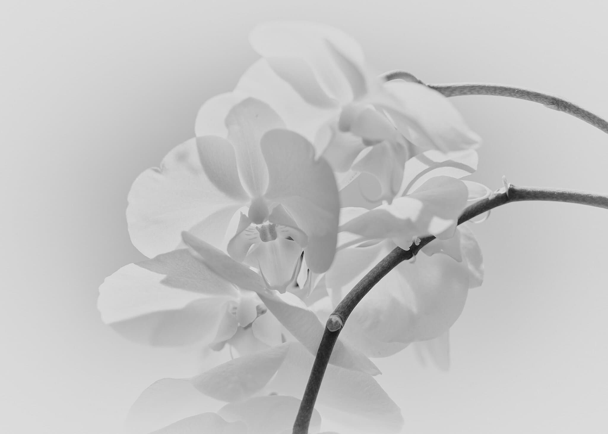 Orchidee