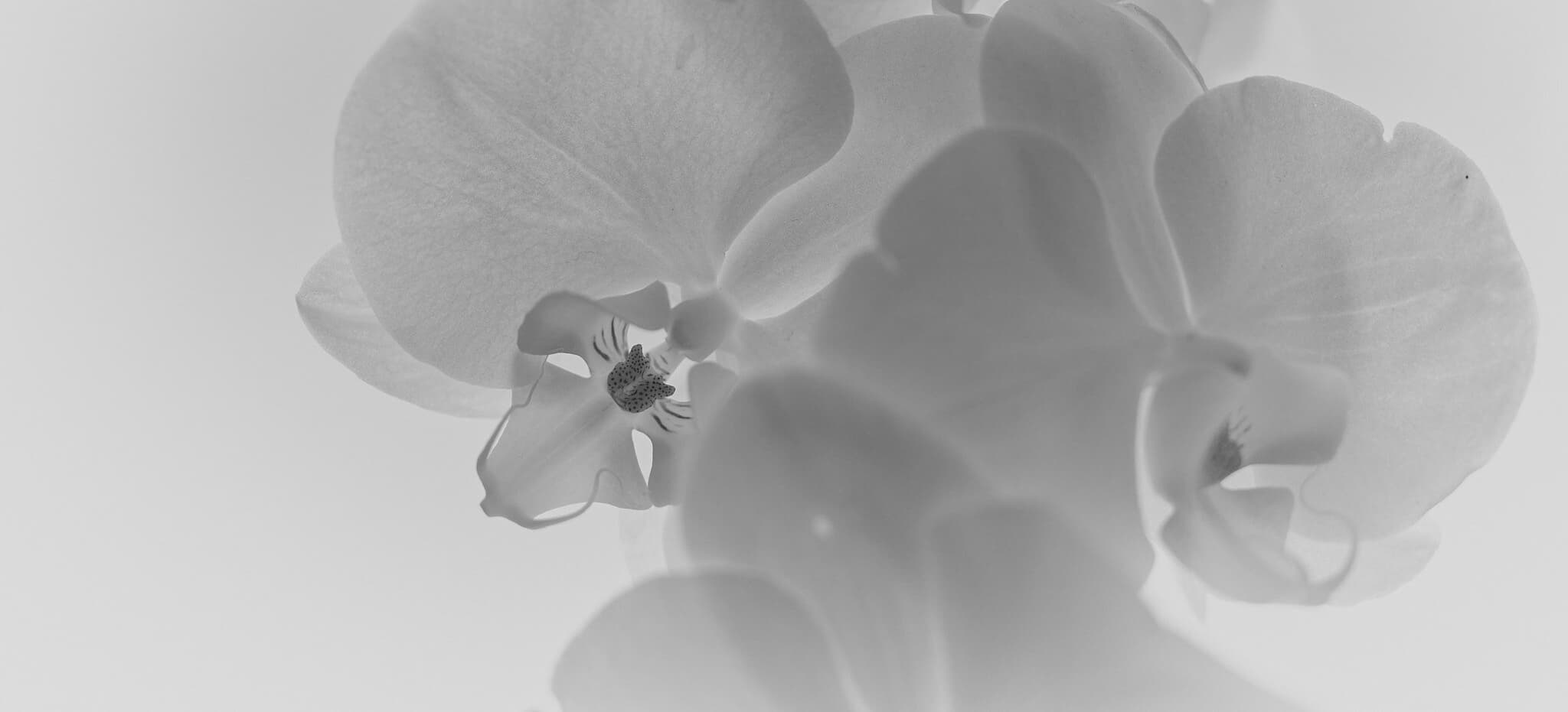 Weiße Orchideen